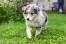 Shetland-sheepdog-puppy