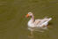 American buff Goose on the water