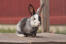 Baby harlequin rabbit sitting on a wooden platform.