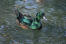 Black east indian duck on the water