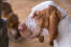 Close up of bracco italiano head side profile