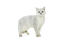 British shorthair tipped cat against white background