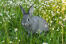 Chinchilla rabbit in the grass.