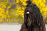 A close up of a bergamasco's wonderful long black corded coat