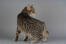 Tabby manx cat looking backwards