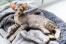 Oriental tabby cat stretched out on a comfortable cat bed