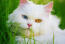 Odd-eyed persian cat close up in the grass