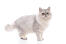 Silver tabby persian cat standing in front of a white background
