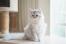 Silver tabby persian cat sitting near a cat tree