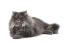 Distinguished persian smoke cat lying against a white background