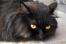 Black persian smoke cat close up