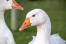 Pair of roman geese