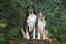 Smooth-collie-father-and-son