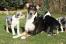 Smooth-collie-with-puppies