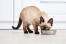 Thai cat eating from a bowl in a kitchen