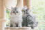 Two silver tabby persian kitten sitting in a cat tree