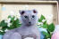 Grey ukranian levkoy cat with big blue eyes