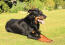 A beautiful adult beauceron lying neatly on the grass