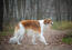 A beautiful, brown and white borzoi, showing off its long, soft coat