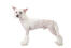 A thick, white coated chinese crested standing tall