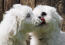 Two GorGeous coton de tulears having a doggy kiss