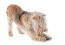 A lakeland terrier having a big stretch