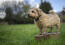 An adult norfolk terrier, showing off it's wonderul, short lets and scruffy coat