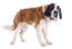 An adult saint bernard standing tall, with a lovely, soft, brown and white coat