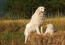 Maremma-sheepdog-with-puppy