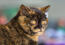 British shorthair tortie cat close up with piercing eyes