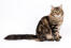 Siberian cat with tail outstretched sitting against a white background