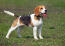 A beagle pup with it's tongue out and tail in the air