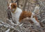 A healthy, adult brittany, showing off it's beautiful long body, and big bushy tail