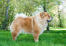 An adult chow chow with a beautiful physique and sharp, pointed ears