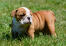 A beautiful, little english bulldog puppy, enjoying the sun