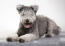 A hungarian  pumi with a grey fluffy coat