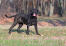 A healthy, adult neapolitan mastiff, showing off it's great, big tail