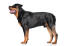 A GorGeous adult male rottweiler standing tall, showing off its muscular physique