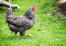 Dominique-chicken