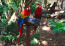 The beautiful, red, blue, and yellow feathers of the scarlet macaw