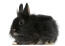 A beautiful little fluffy lionhead rabbit with soft black fur