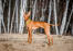 Cirneco dell'etna dog standing in a sandy clearing