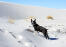 A beautiful, little boston terrier enjoying some exercise in the Snow