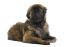 A young leonberger with a scruffy coat, lying beautifully on the floor