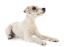 A healthy parson russell terrier lying neatly, waiting for a command