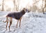 A healthy, adult whippet enjoying a walk outside in the Snow