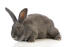 A flemish giant rabbit wonderful big ears and big feet