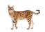 Savannah cat against white background