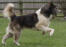 Canadian eskimo dog running playfully