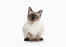 A beautiful alert thai cat